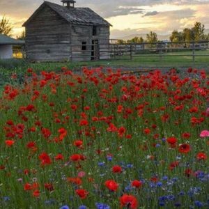 Meet your Posher, Janice